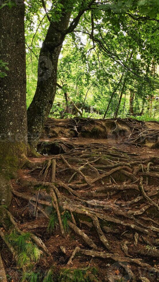 Large tree roots growing in plitvice lakes national park, croatia photo