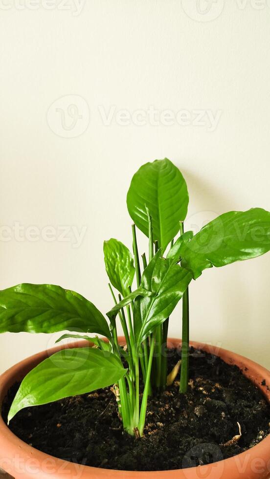 Lush green indoor plant spathiphyllum with broad leaves thriving in terracotta pot against neutral wall background photo