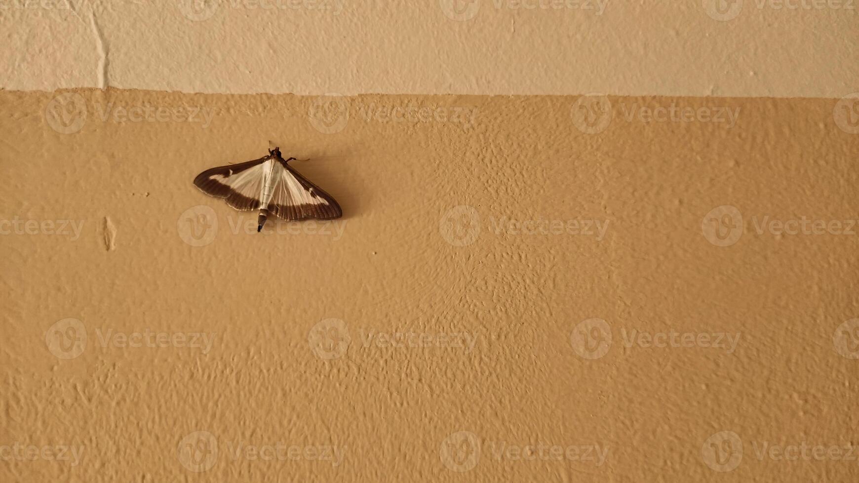 White shouldered house moth resting on a beige wall copy space photo