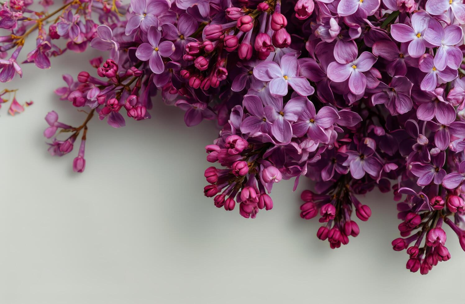 A bunch of purple flowers are on a white background photo
