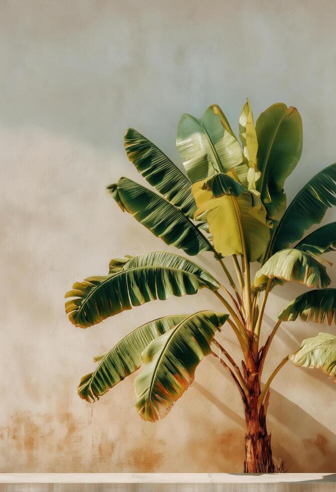 A banana tree is shown in front of a wall photo