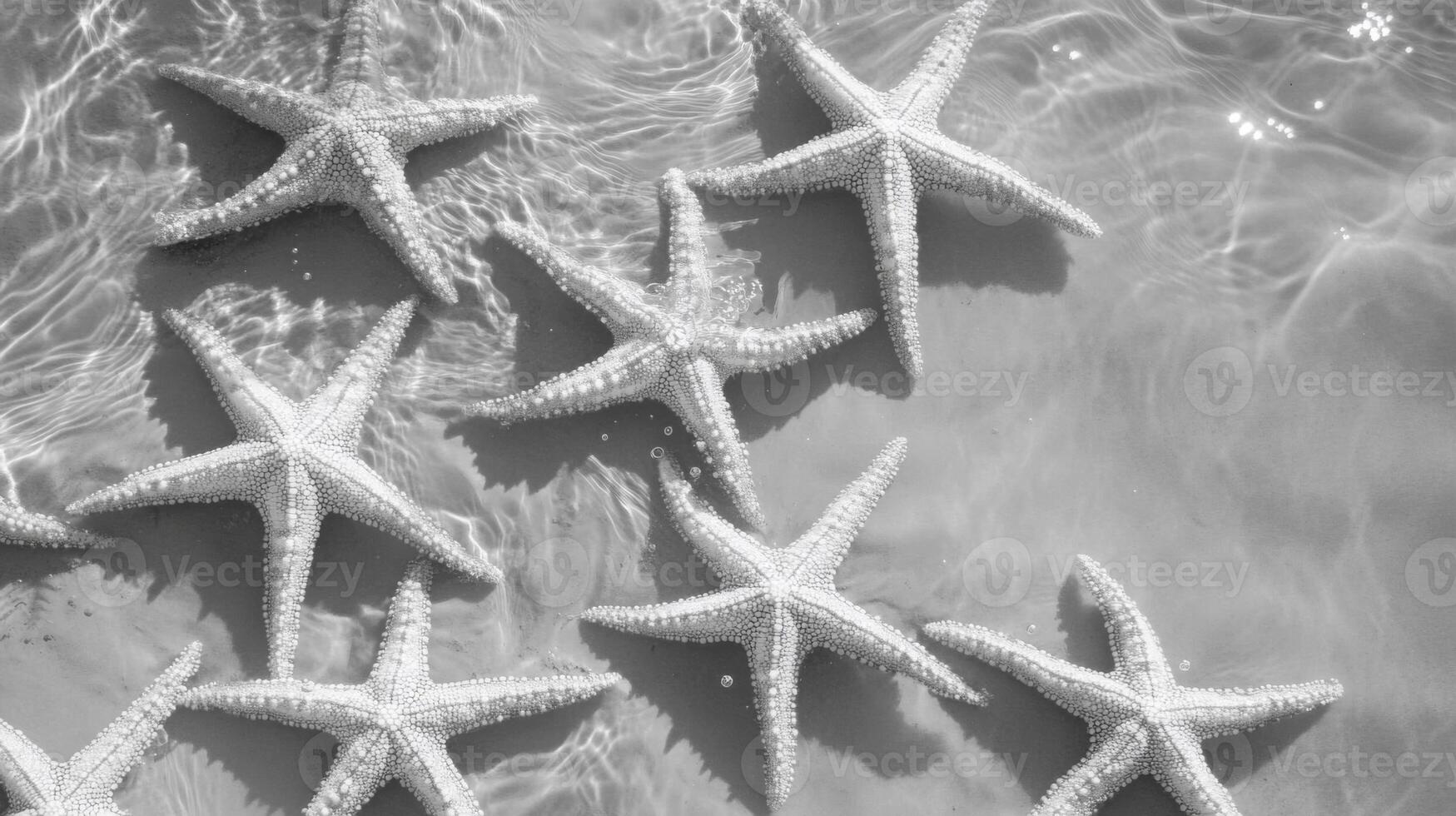 Starfish on Sandy Beach in Black and White photo