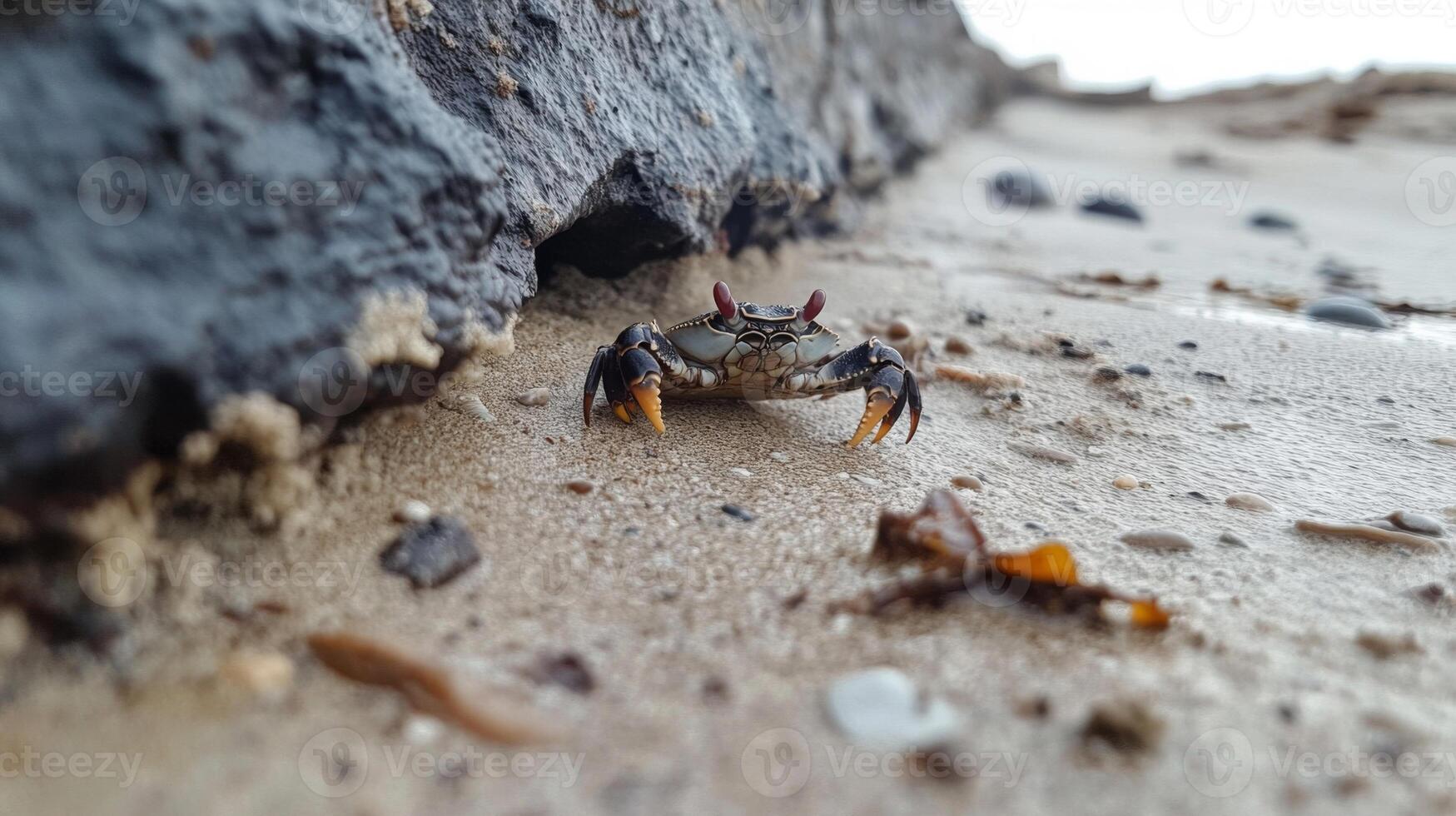 Small Shore Crab on Sandy Beach Near Dark Rocks photo