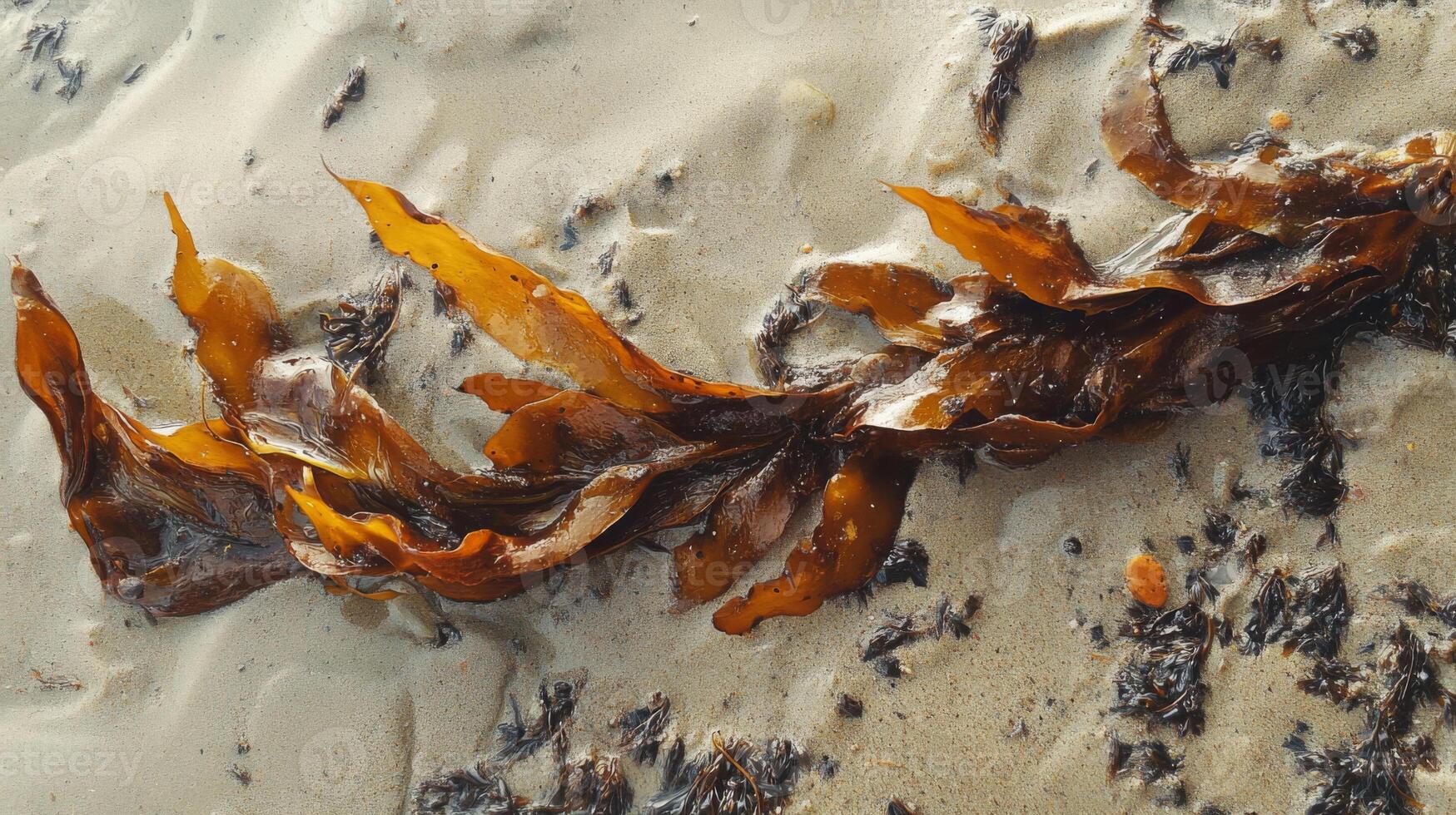 Brown Kelp on Sandy Beach photo
