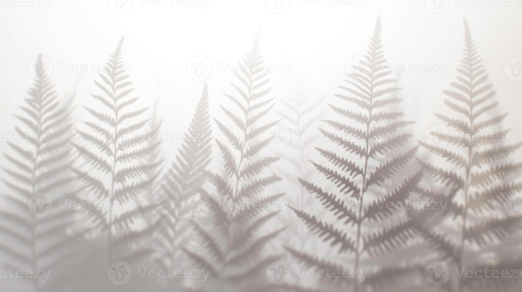 Soft Light Grey Fern Shadows on White Background photo
