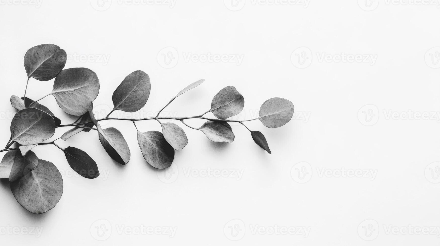 Monotone Eucalyptus Branch on White Background photo
