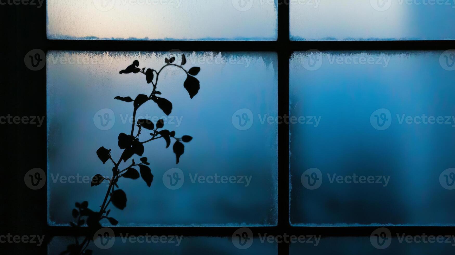 Silhouette of a Vine on a Frosty Window Pane photo