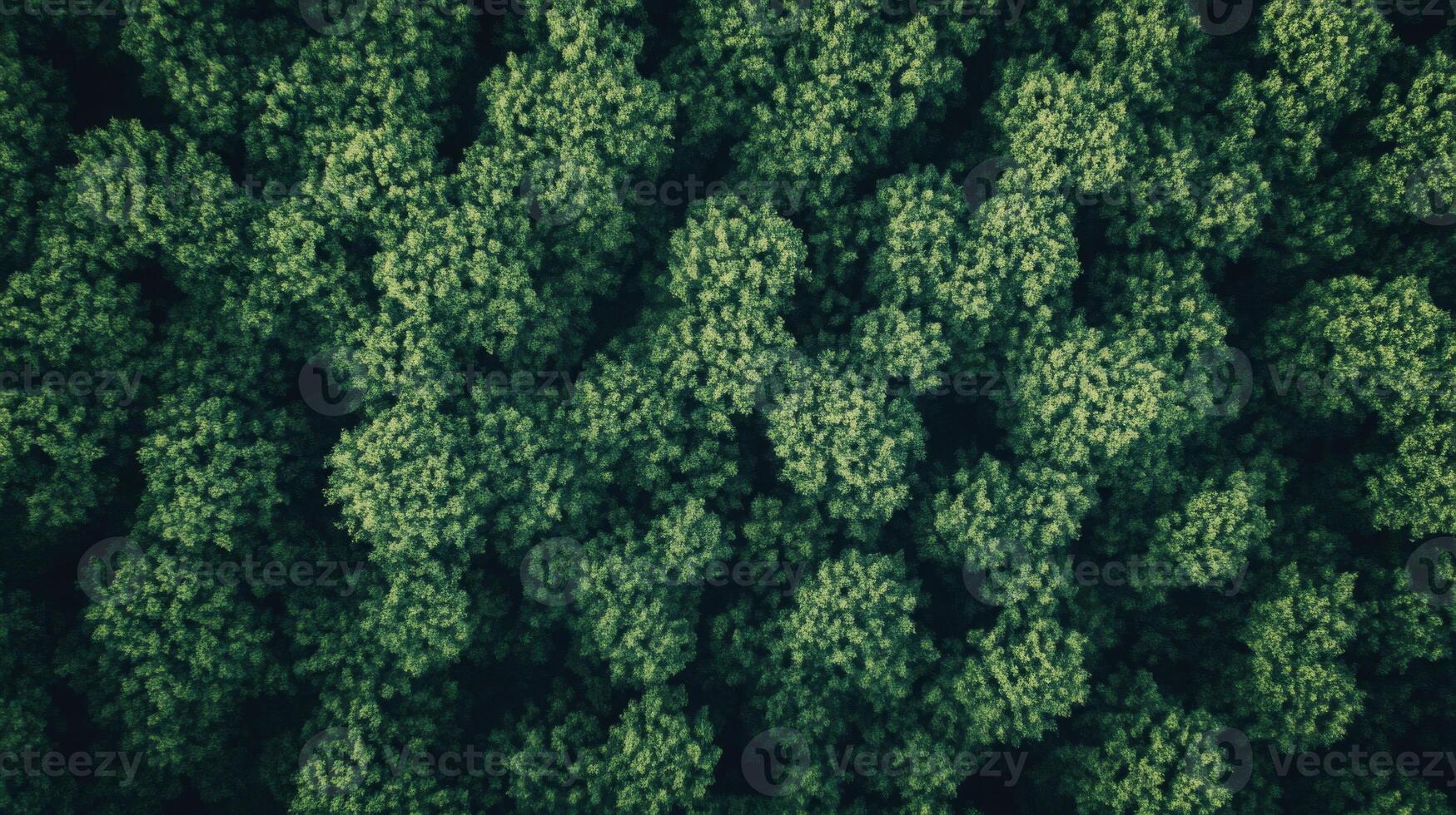 Aerial View of Lush Green Forest Canopy photo