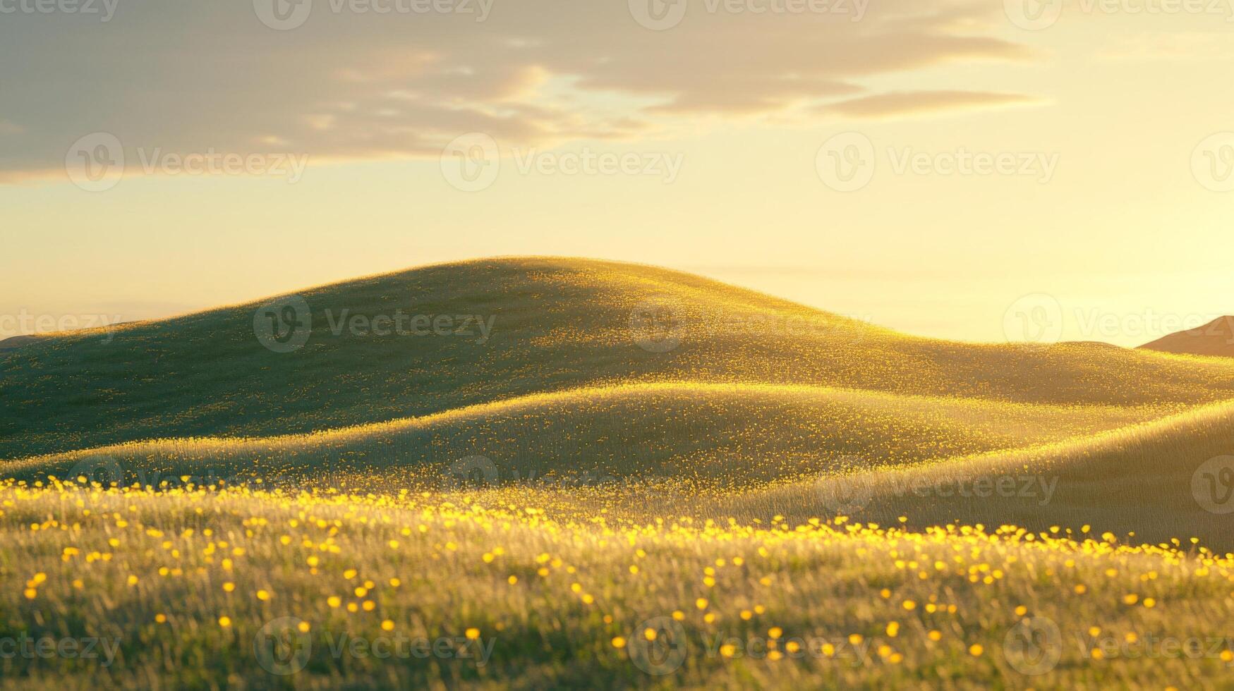 Golden Hour Landscape of Rolling Hills Covered in Yellow Wildflowers photo