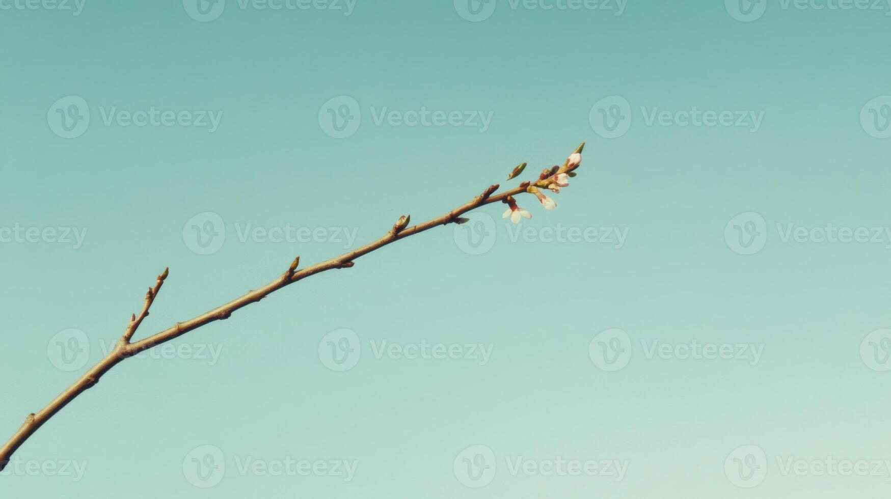 Delicate White Blossom on a Branch Against a Blue Sky photo