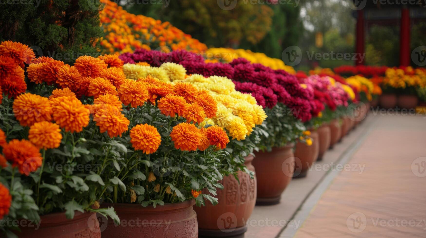 Vibrant Chrysanthemum Flowers in Terracotta Pots photo