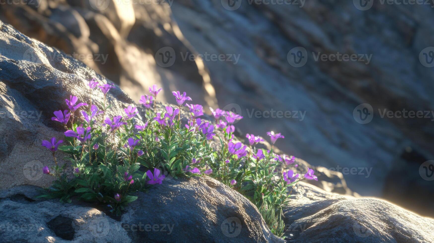 Purple wildflowers growing on rocky terrain in sunlight photo