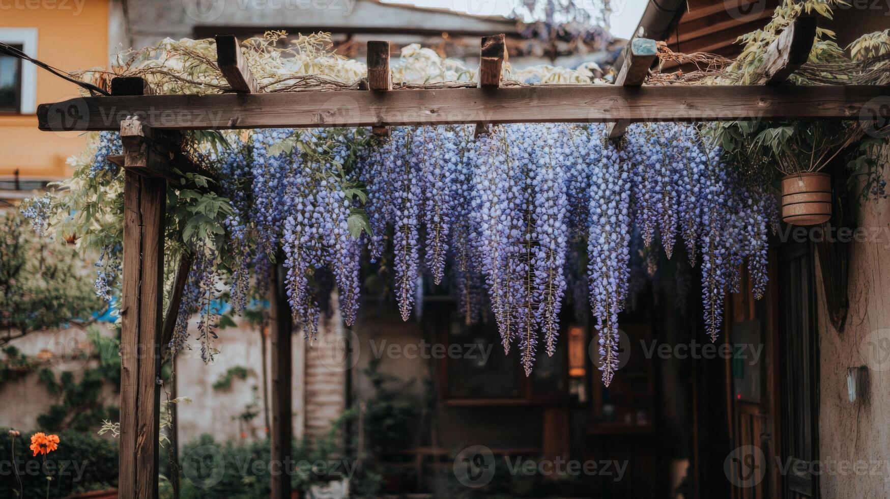 Purple Wisteria Blooming on Wooden Pergola in Garden photo