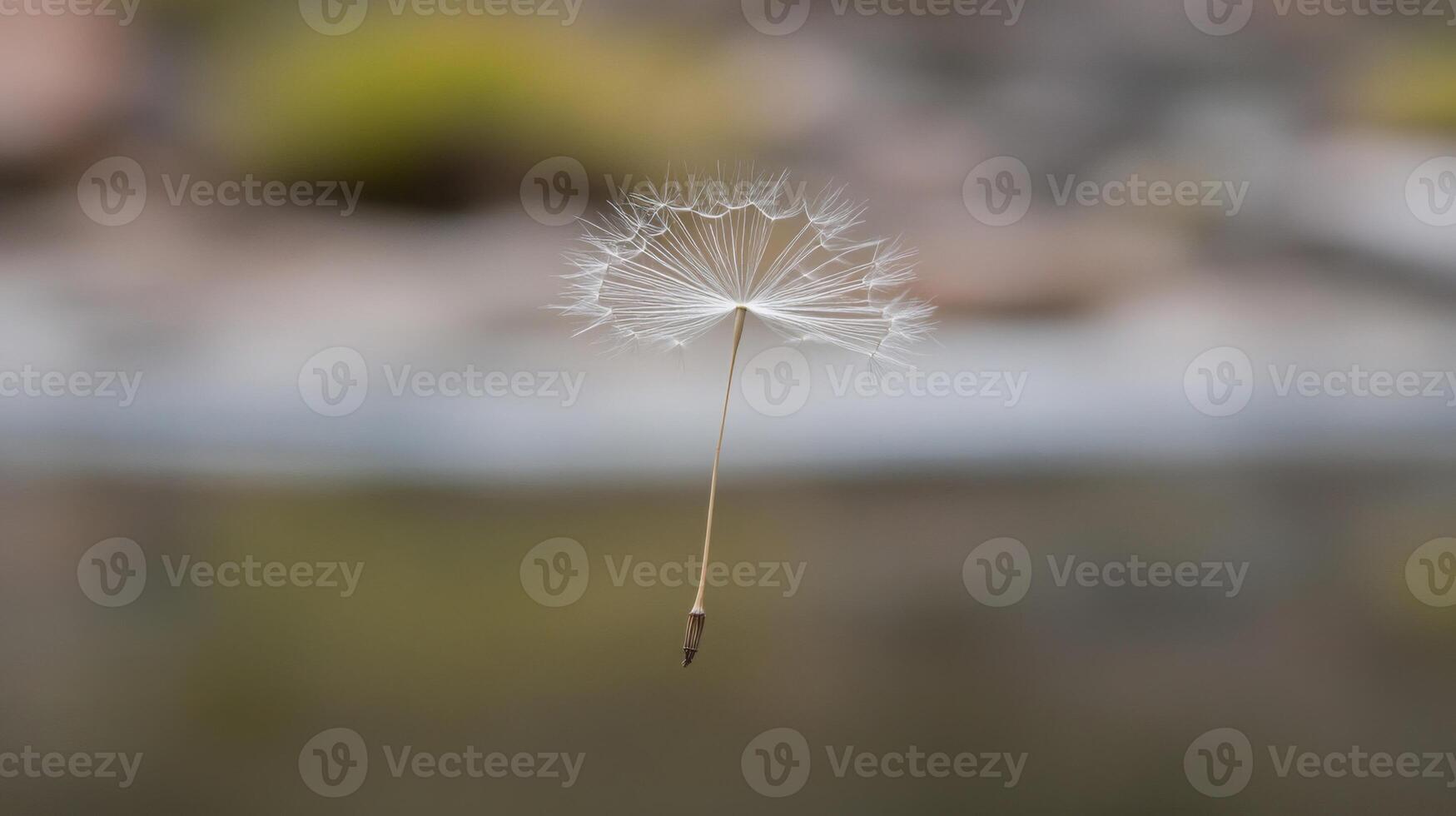 Delicate Dandelion Seed Head with Water Droplets photo