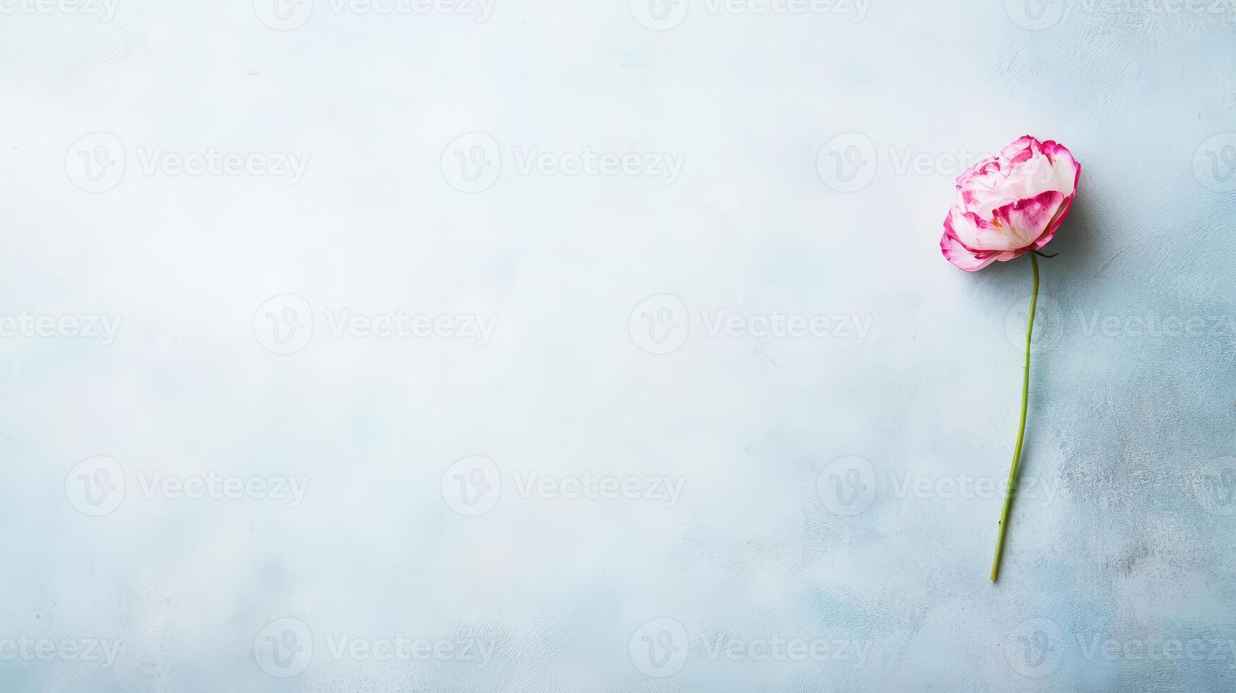Pink flower gently placed on a soft background photo