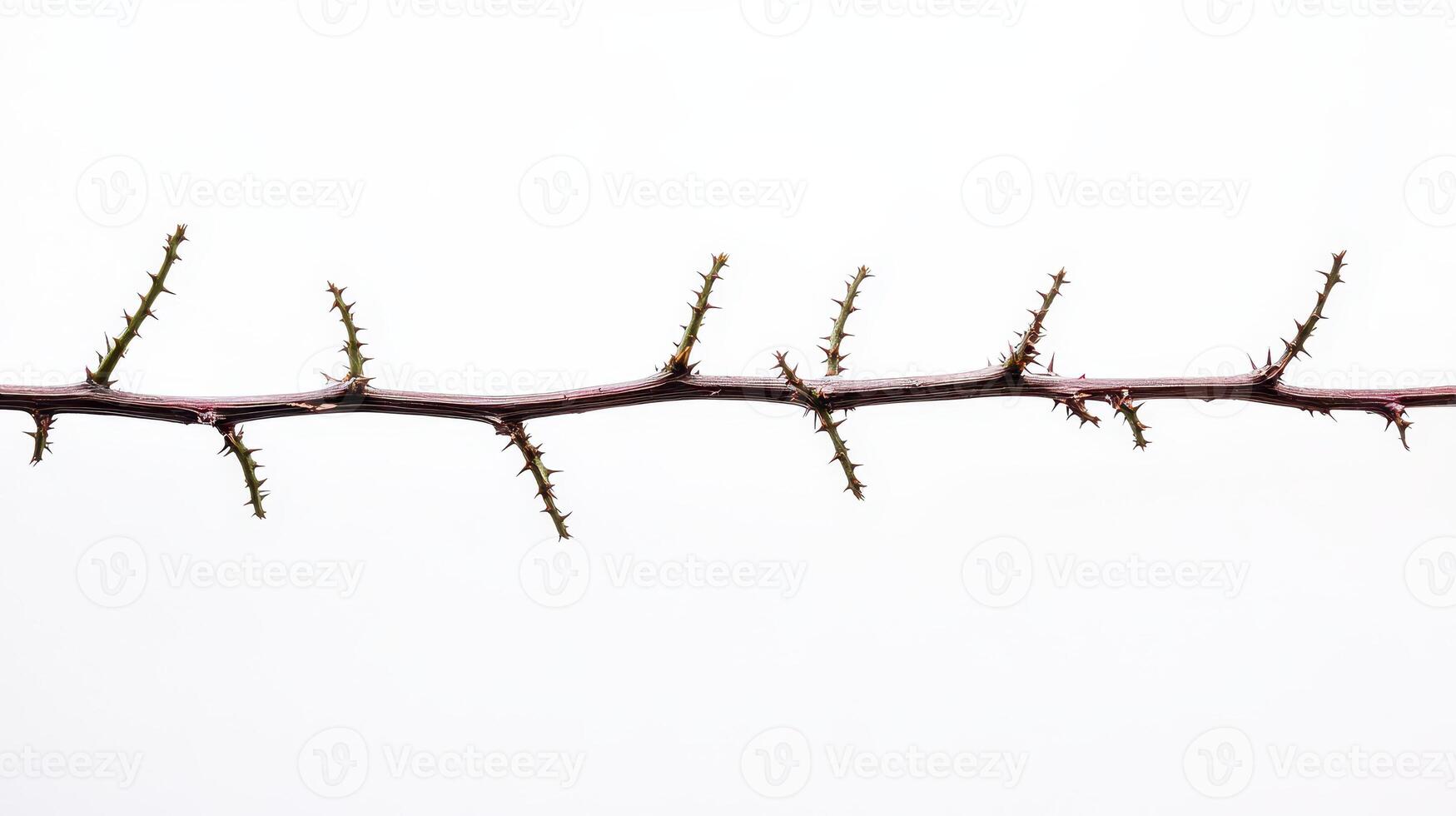 Sharp thorns on slender branch neutral bg photo
