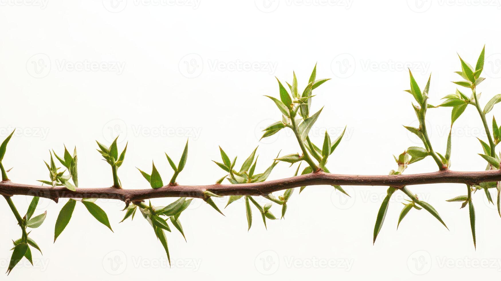 New green leaves emerging on a spring branch photo