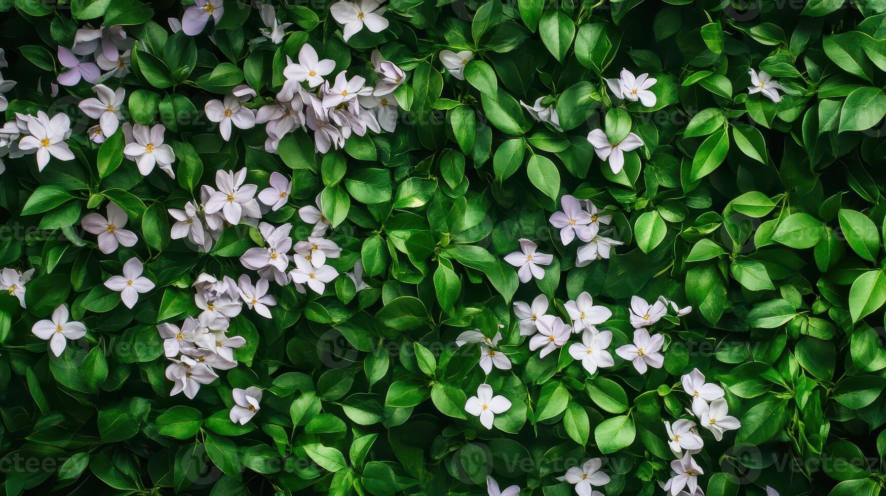 A lush display of green leaves and white flowers photo