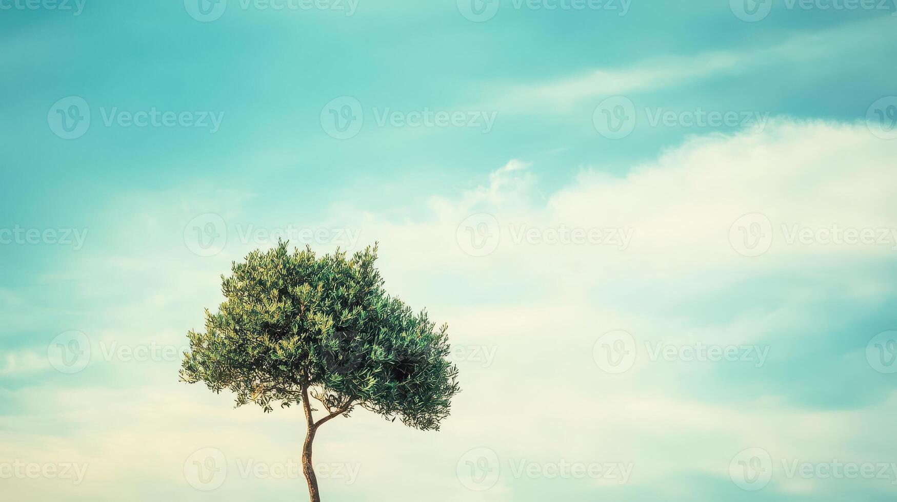 Lonely tree stands against blue sky and clouds photo