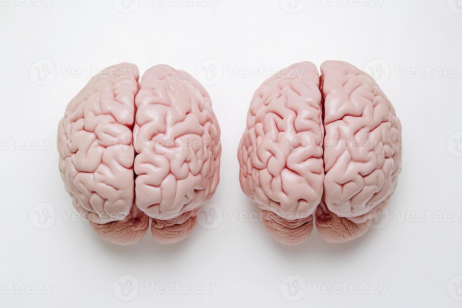 Exploring the structure of human brain anatomy photo