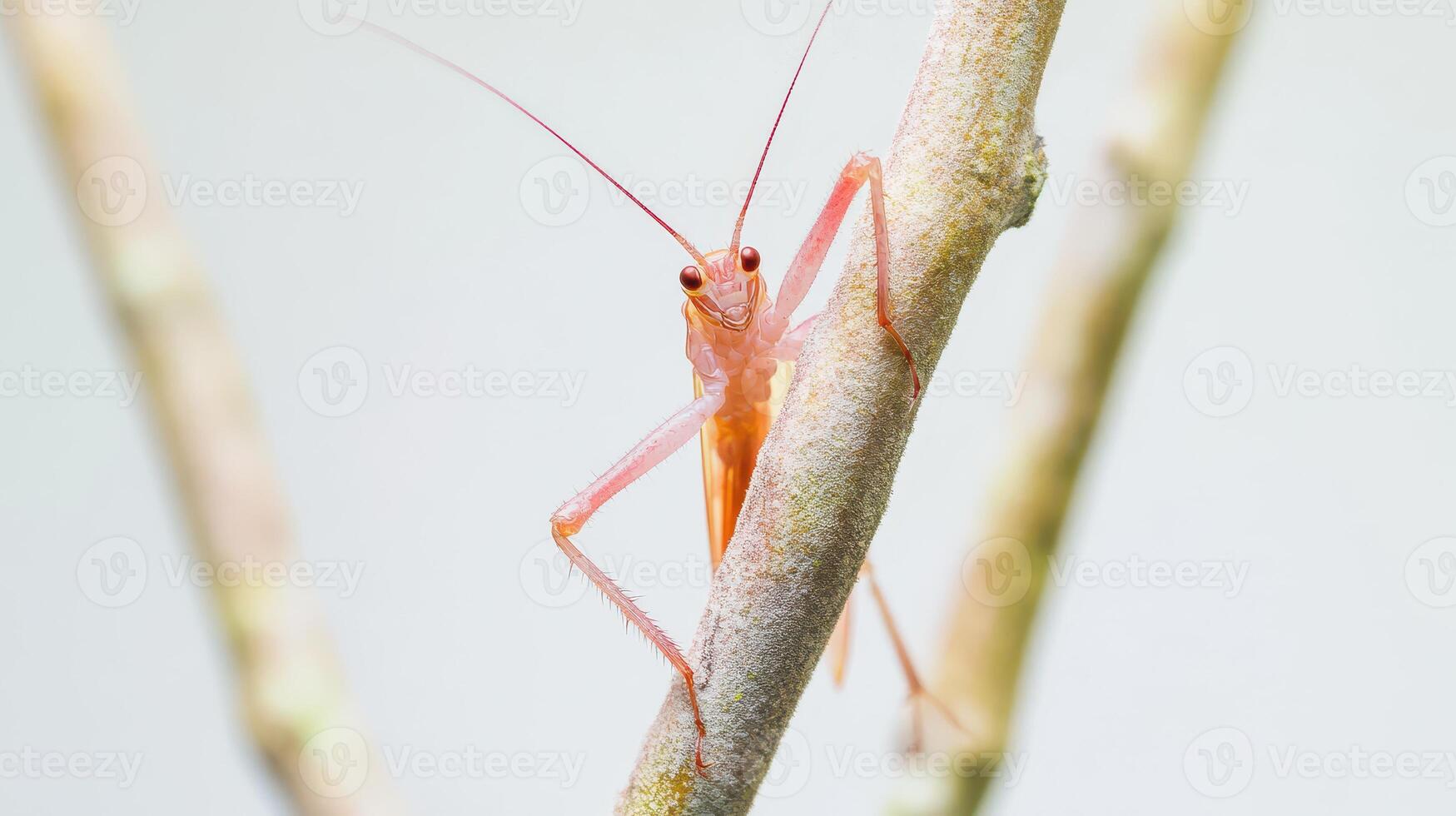 Close encounter with a vibrant insect in nature photo