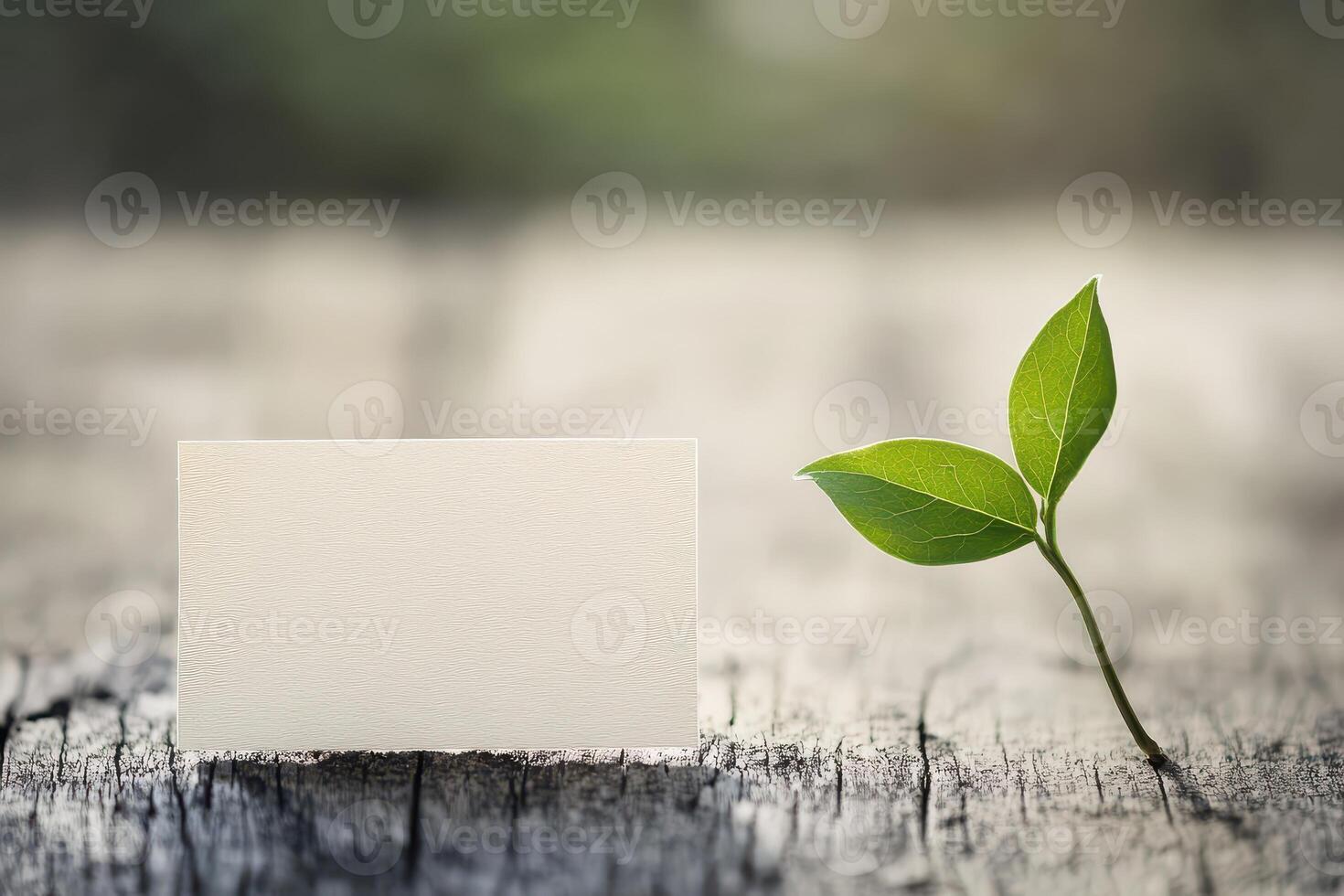 Blank card beside a green plant on wooden surface photo