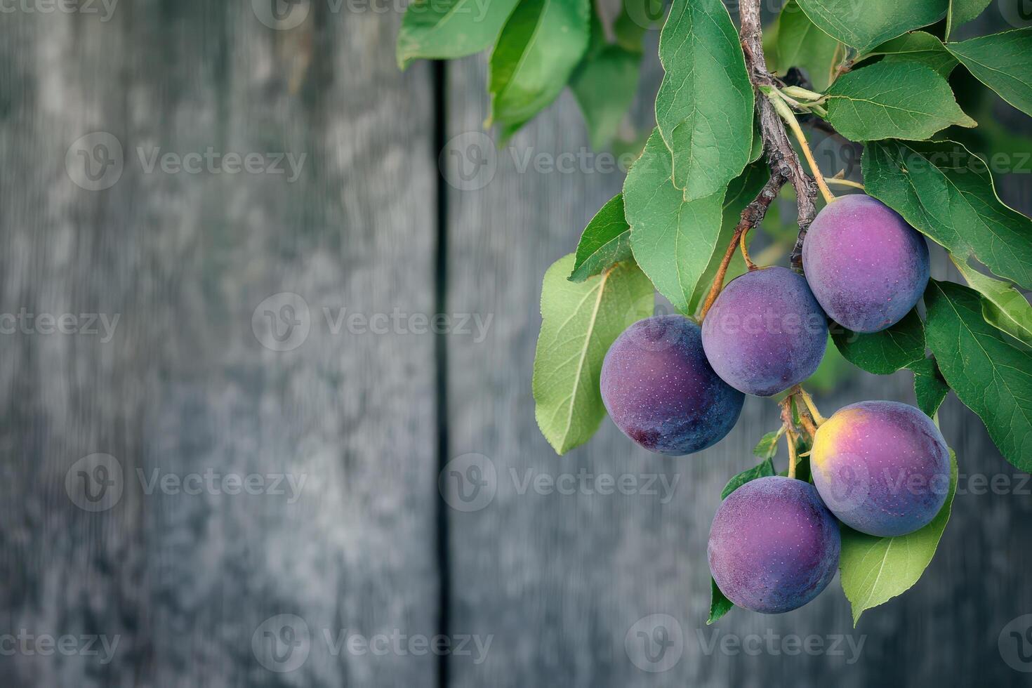 Fresh plums hanging from tree branch in garden photo