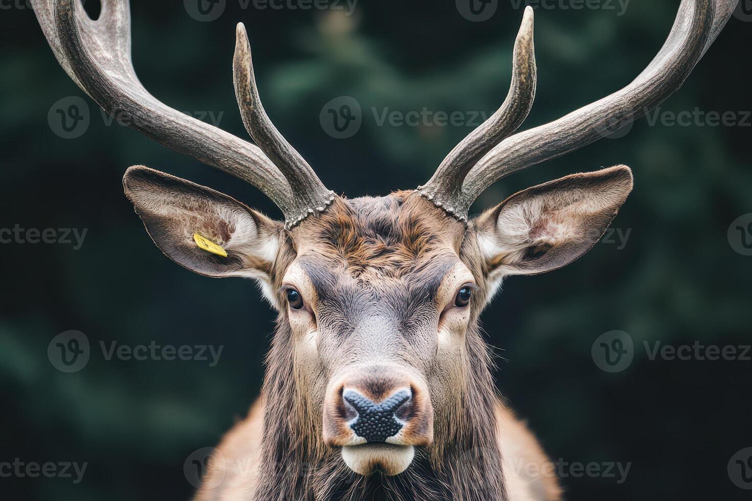 Majestic deer stands proud in natural habitat photo