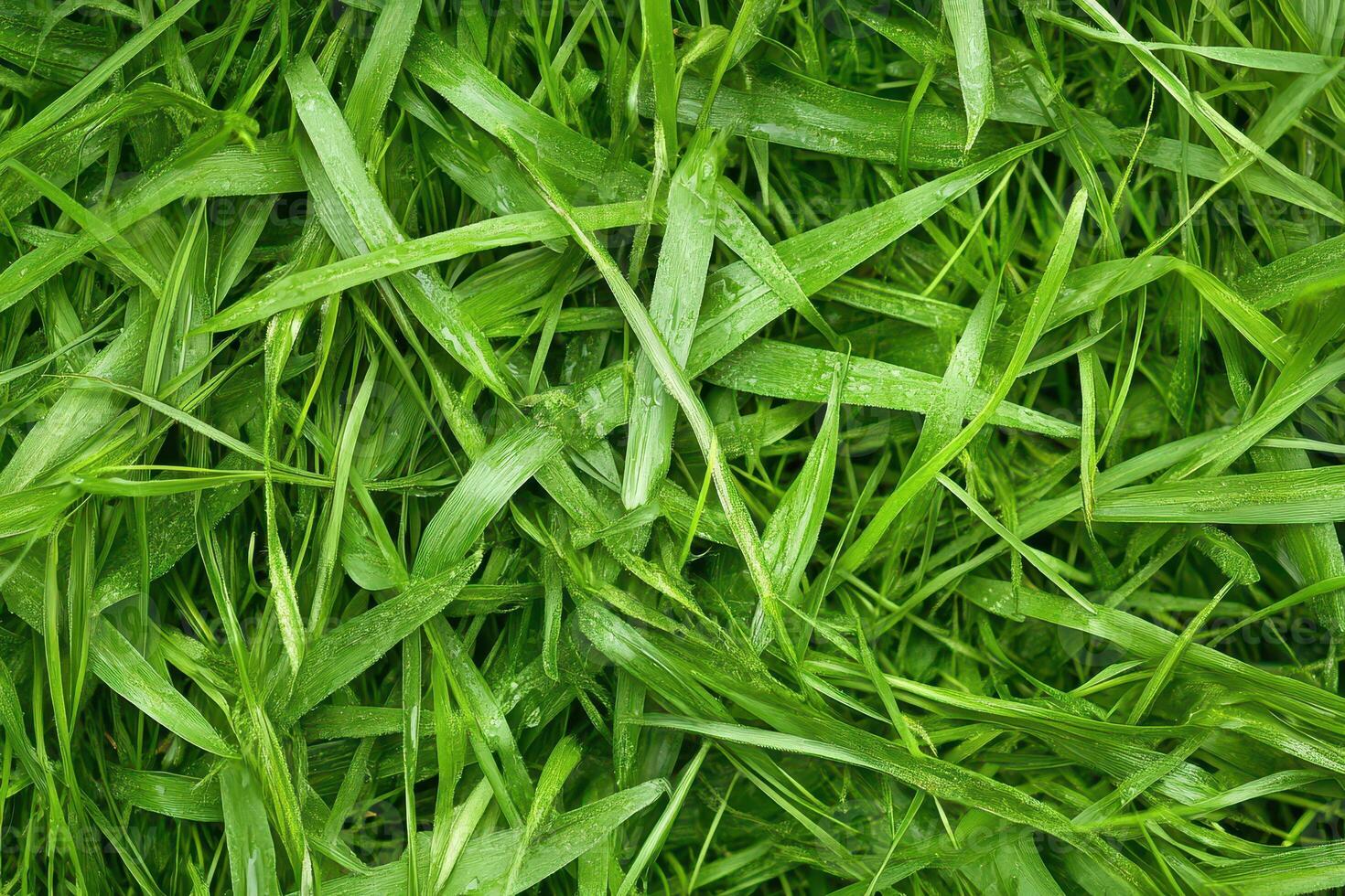 Lush green grass blades glistening after rain photo