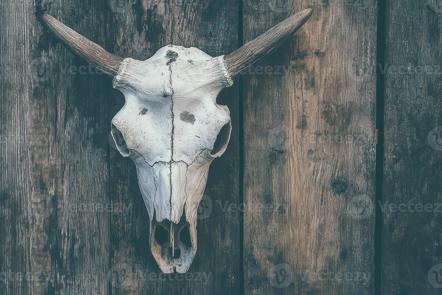 Cow skull display on rustic wooden background photo