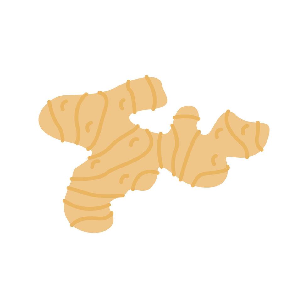 Ginger illustration. Perfect for health, food, or organic-themed designs, suitable for packaging, branding, and educational visuals. vector