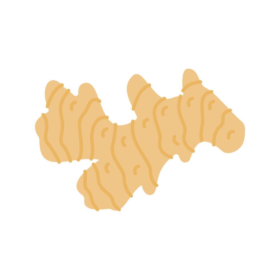 Ginger illustration. Perfect for health, food, or organic-themed designs, suitable for packaging, branding, and educational visuals vector