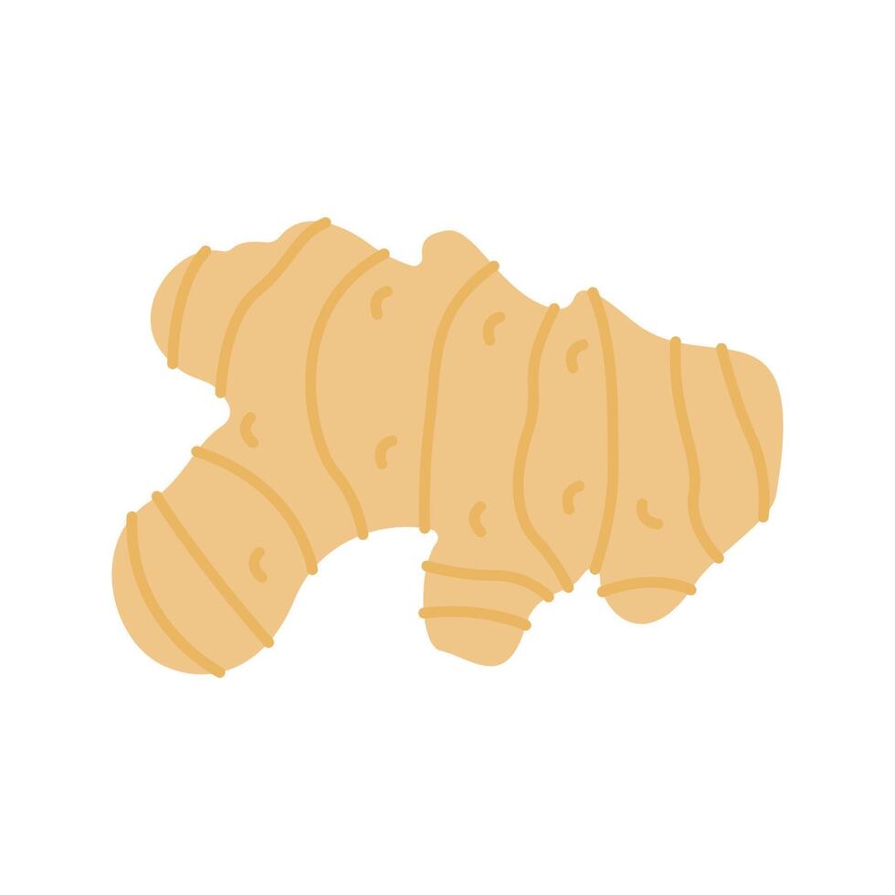 Ginger illustration Perfect for health, food, or organic-themed designs, suitable for packaging, branding, and educational visuals vector