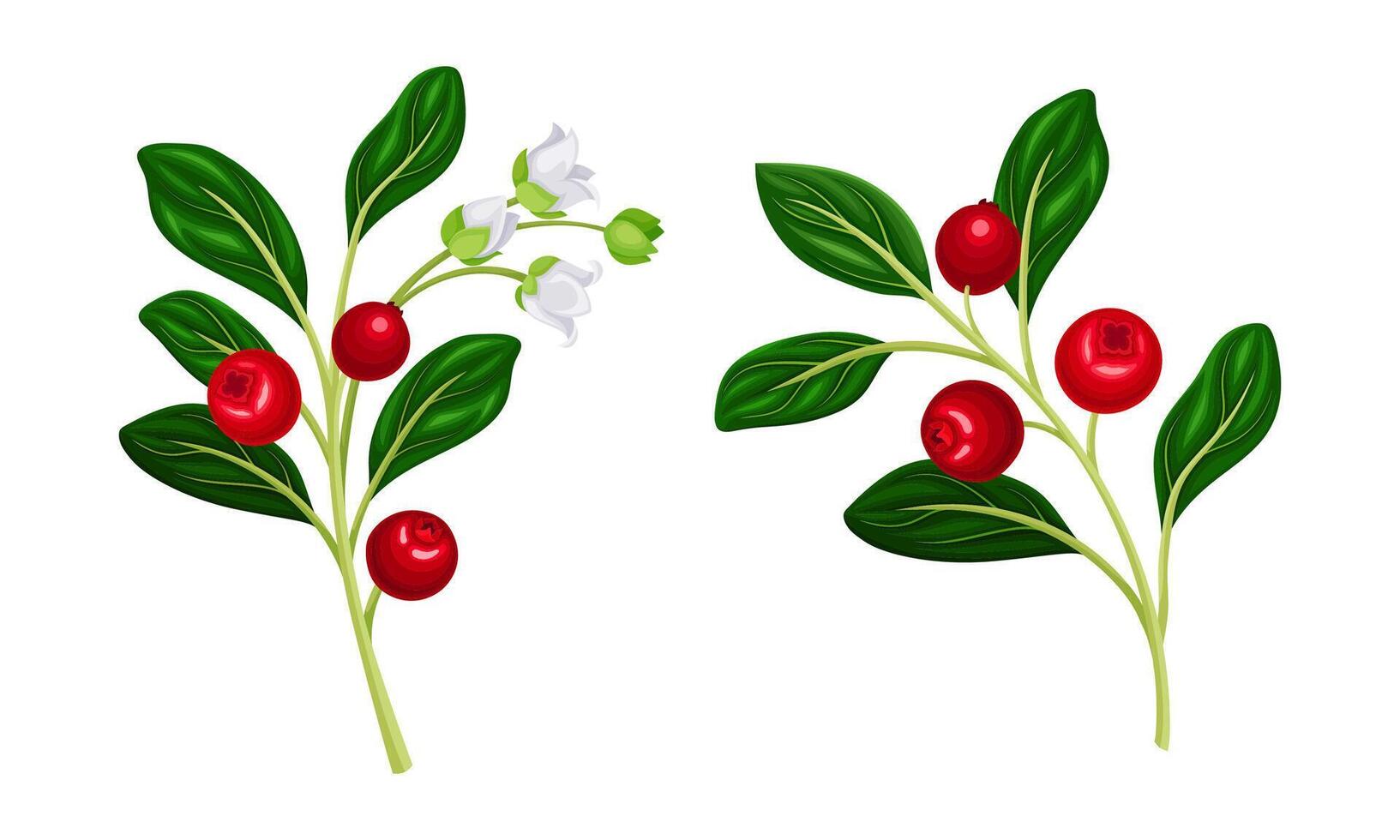 Cranberry twigs set. Lingonberry sprigs with red fresh ripe berries illustration vector