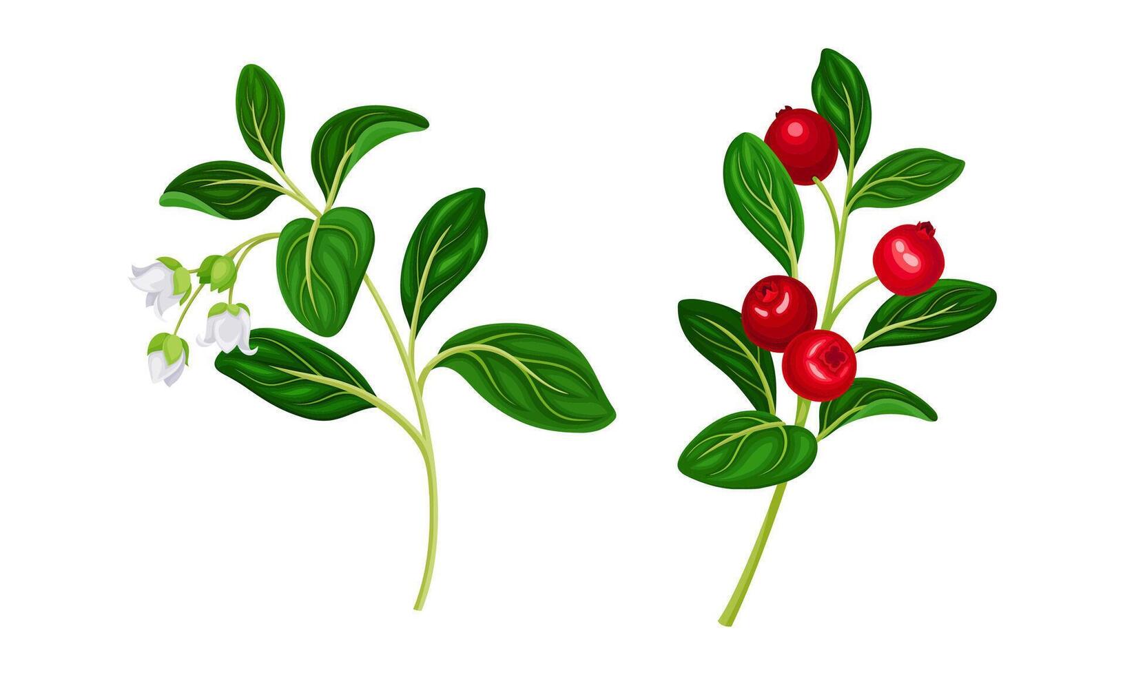 Cranberry twigs set. Lingonberry sprigs with white flowers and red fresh ripe berries illustration vector