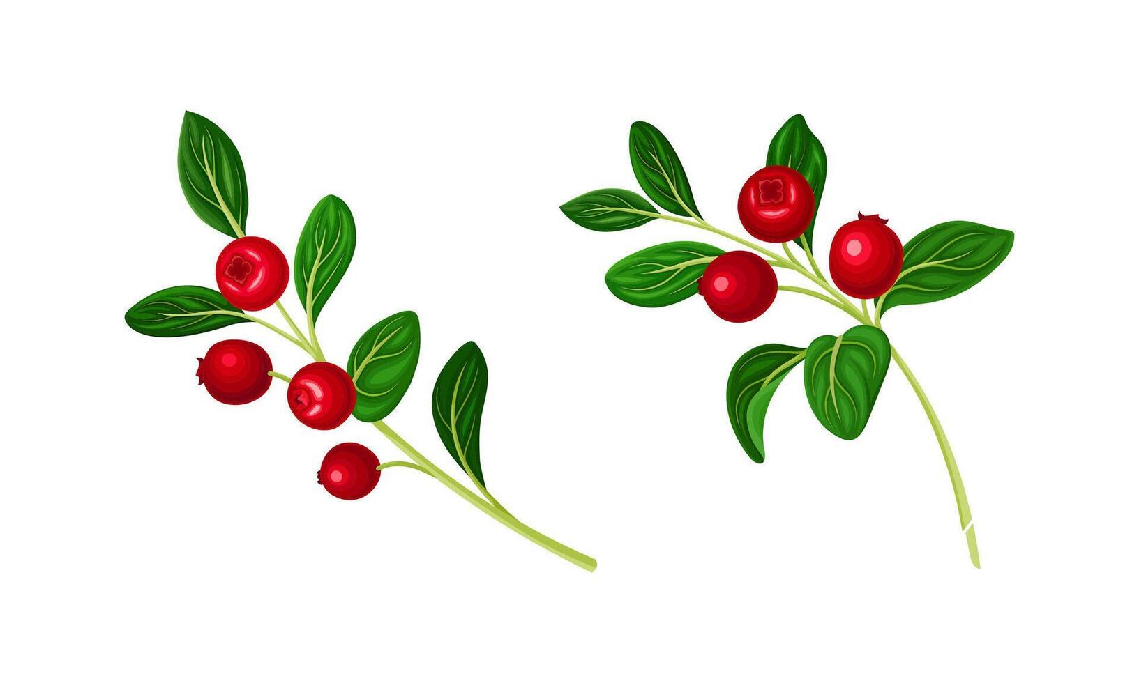 Cranberry sprigs with fresh ripe berries and green leaves set illustration vector