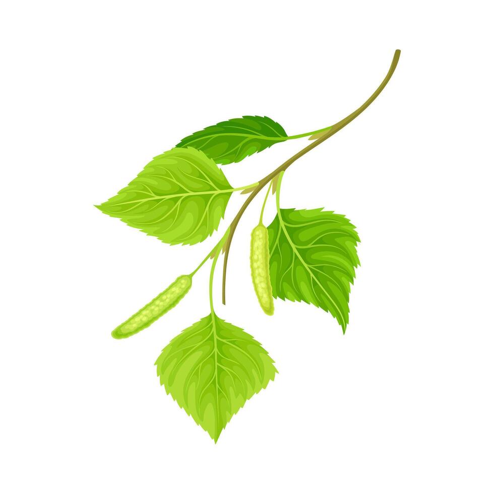 Green birch twig with catkins. Natural decor element illustration vector