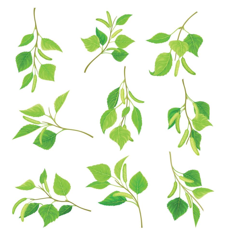 Birch twigs with leaves and aments set. Betula Pendula or Silver birch tree branches illustration vector