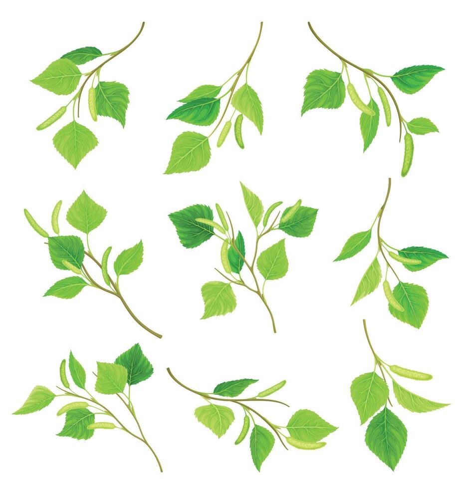 Green birch twigs with catkins set. Spring season decor element illustration vector