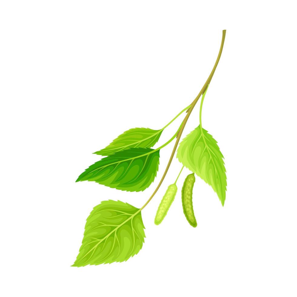 Birch twig with catkins. Natural decor element illustration vector