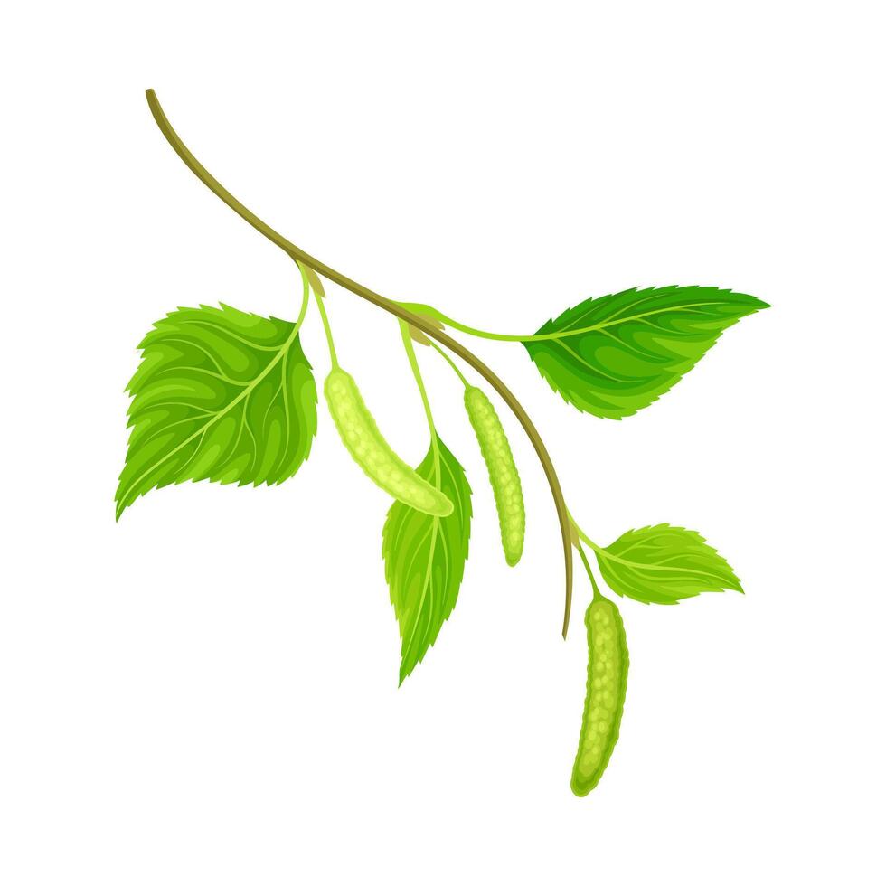 Branch of birch with green leaves and catkins. Natural decor element illustration vector