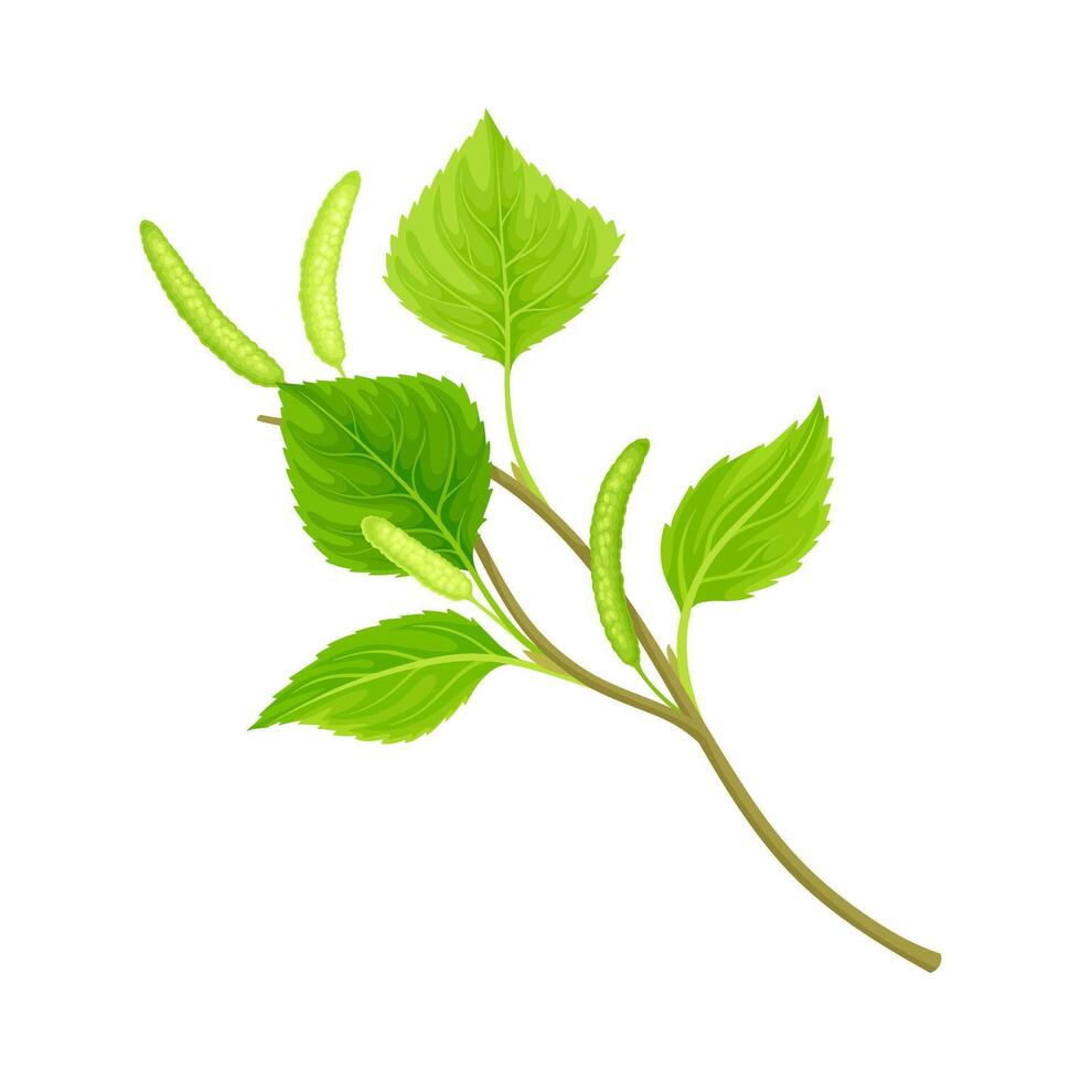 Birch twig with catkins. Ecology, natural decor element illustration vector