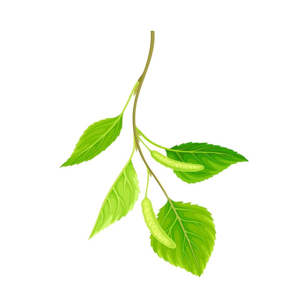 Birch twig with catkins. Natural spring decor element illustration vector
