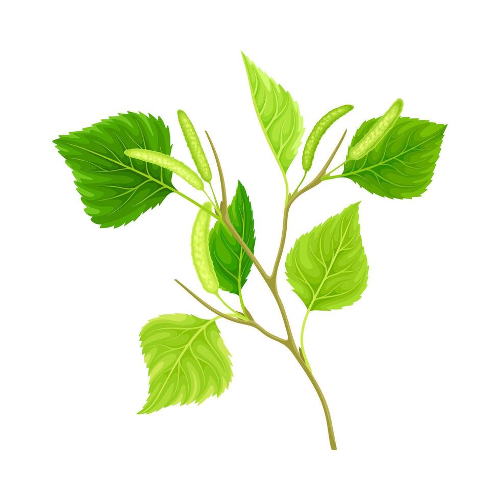 Branch of birch with green leaves and catkins illustration on white background vector