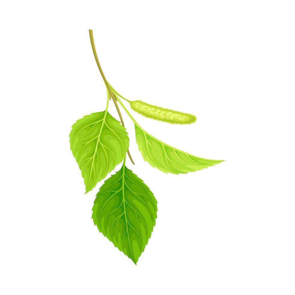 Branch of birch with green leaves and catkins. Spring season decor element, Betula Pendula illustration vector