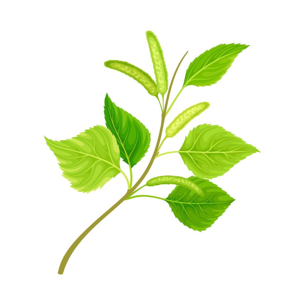 Green birch twig with leaves and aments. Spring season decor element, Betula Pendula illustration vector