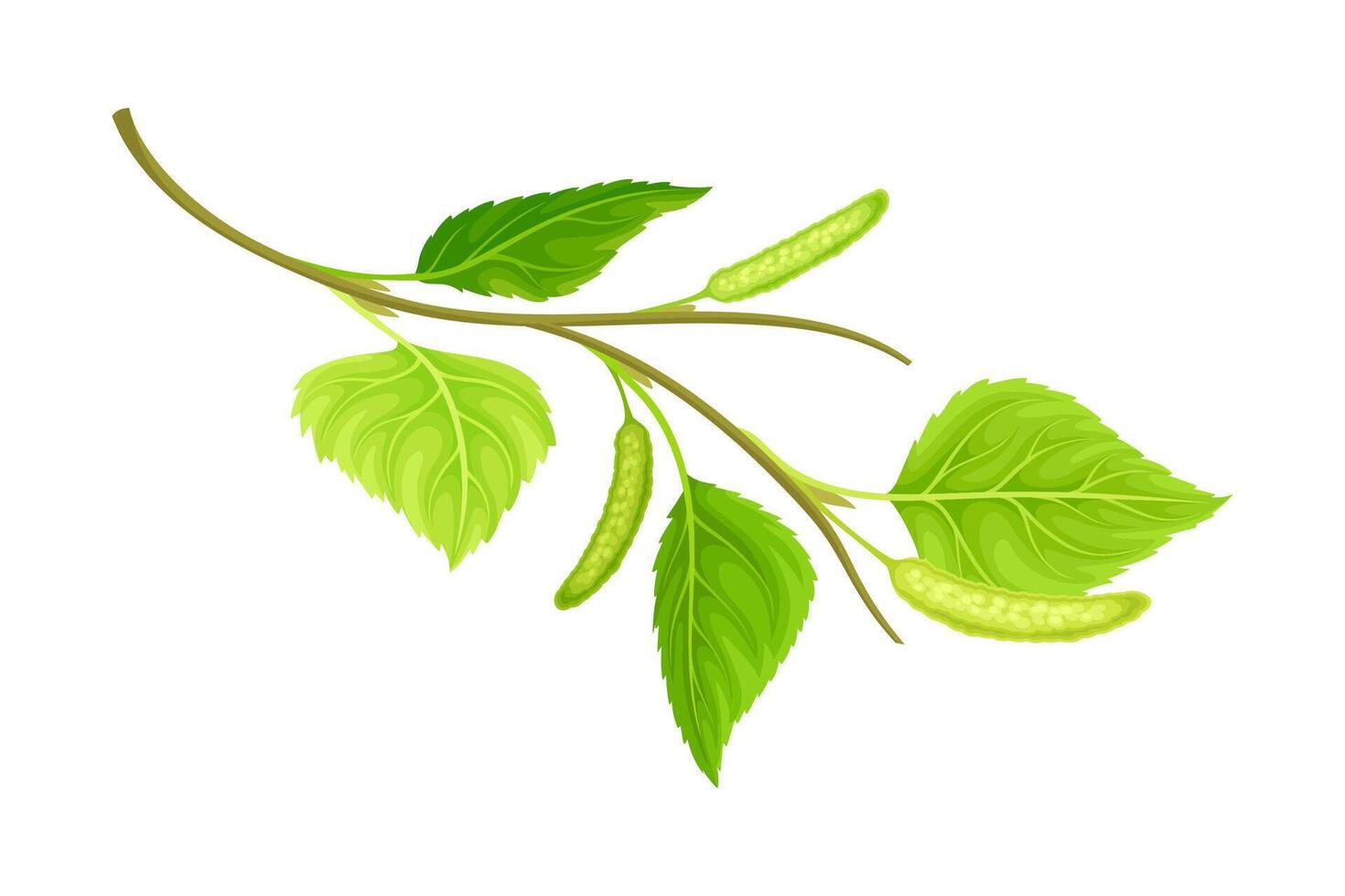 Branch of birch with green leaves and catkins. Spring season decor element illustration vector