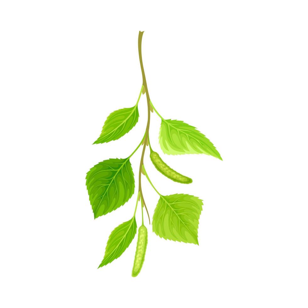 Branch of birch with green leaves and aments. Spring season decor element, Betula Pendula illustration vector