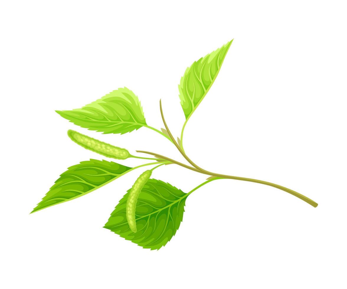 Birch twig with catkins. Spring season natural decor element illustration vector