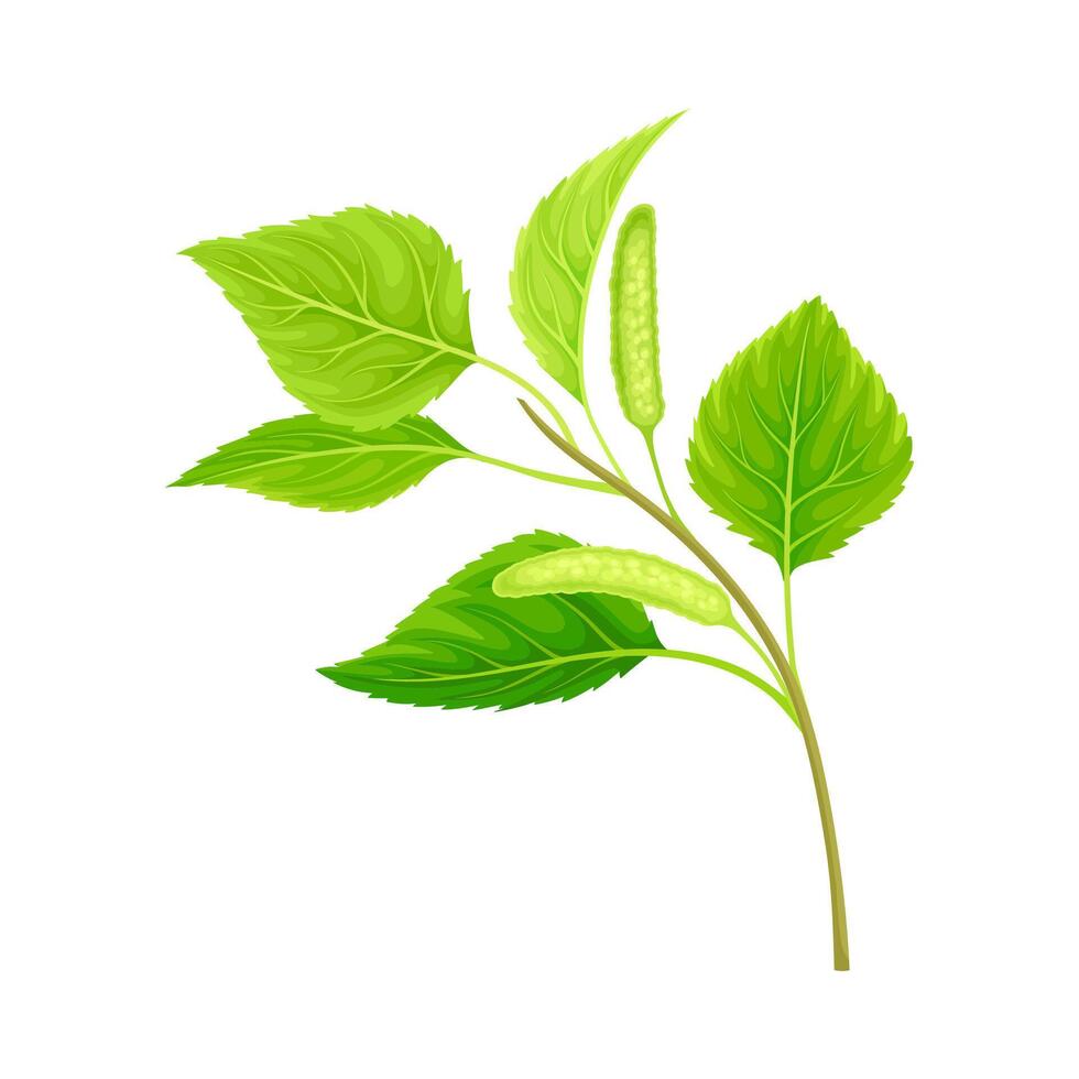 Green birch twig, spring season design element, Betula Pendula or Silver birch illustration vector